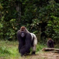 Khỉ đột có thể chủ động sử dụng mùi cơ thể để giao tiếp