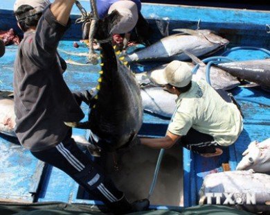 Phú Yên tổ chức sản xuất cá ngừ liên kết theo chuỗi giá trị