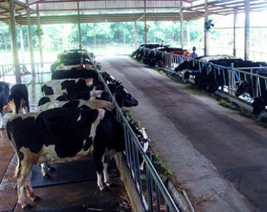 Cận cảnh nghề nuôi bò sữa ở đất thép Củ Chi
