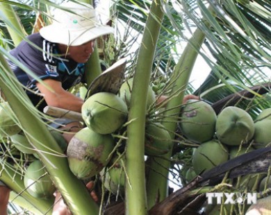 Bến Tre có thêm 6 thị trường mới xuất khẩu các sản phẩm dừa
