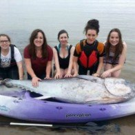 5 cô gái bắt được con cá ngừ khổng lồ trị giá hơn 35 tỷ đồng