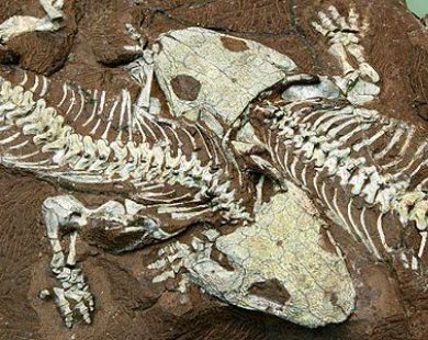 Phát hiện hoá thạch khủng long 4 cánh tại Trung Quốc