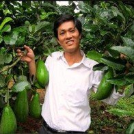 ’Vua’ bơ đất Tây Nguyên kiếm tiền tỷ từ tay trắng