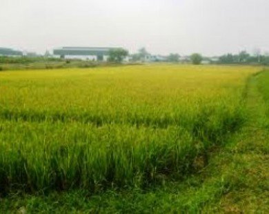 Chính phủ đồng ý chuyển mục đích sử dụng đất tại tỉnh Quảng Bình