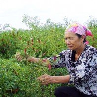 Ớt Trung Quốc đắng nhiều hơn cay