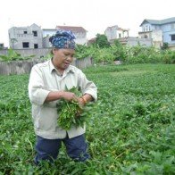 Kiếm tiền triệu từ rau muống 2.500 đồng một mớ
