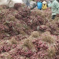 Hàng chục ngàn tấn hành tím tồn đọng bị hư hỏng