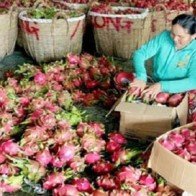 6 tháng cuối năm: Xuất khẩu nông sản đối mặt khó khăn