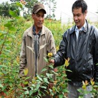 Hoa trồng không biết bán cho ai