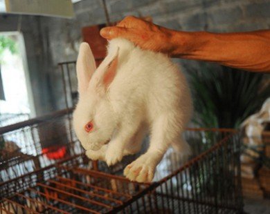 Thu lợi nhuận bạc tỷ nhờ nuôi 15.000 con thỏ