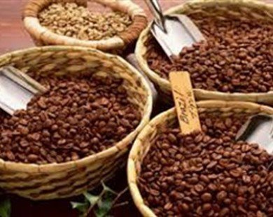 Cà phê Buôn Ma Thuột đăng ký bảo hộ chỉ dẫn địa lý ở EU