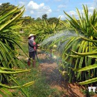 Sản xuất nông nghiệp ở Đồng Nai thu hút nhiều nhà đầu tư