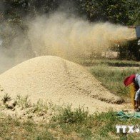 Lệnh trừng phạt Nga ảnh hưởng tới thị trường lúa mỳ thế giới