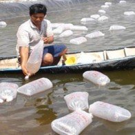 Chất lượng tôm giống nước lợ: Vẫn nhiều bất cập