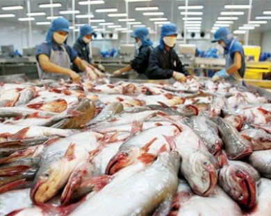 Nghị định 36 – kỳ vọng của người nuôi cá tra
