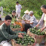 Trái cây hút hàng