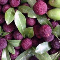 Dân Hà Nội chi tiền triệu ăn trái cây rừng