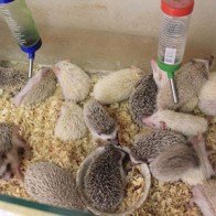 2,5 triệu đồng/con nhím cảnh màu độc