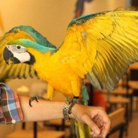 Đến quán cà phê chơi với vẹt và cú mèo