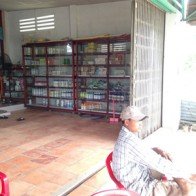 Nhập nhằng phân, thuốc: Lúa đẹp, hạt lép