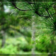 Mưa - Sản phẩm du lịch mới hấp dẫn ở Đà Lạt
