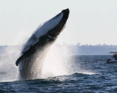 Cận cảnh cú nhảy ngoạn mục của con cá voi lưng gù nặng 40 tấn