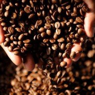Sản lượng càphê Brazil có thể giảm mạnh nhất trong 5 năm