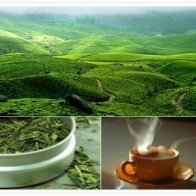 Chu du thế giới trong một tách trà