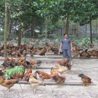 Hậu 5 triệu gà đồi Yên Thế: Nợ ngân hàng chồng chất
