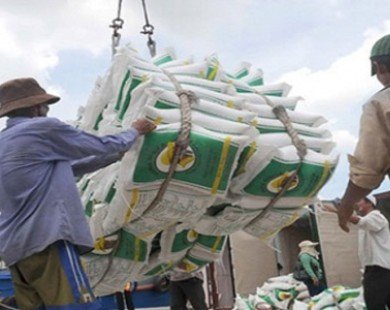 Tiềm năng xuất khẩu gạo bất ngờ bị đánh giá thấp