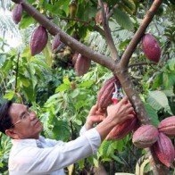 Gỡ khó cho việc phát triển cây cacao ở Đồng bằng sông Cửu Long