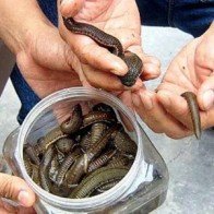 Xuất hiện người lạ bắt đỉa bán cho thương lái ở Hà Tĩnh