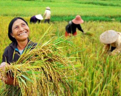 Giá lúa gạo tăng cao: Doanh nghiệp khóc, nông dân cười