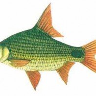 7 loại cá có thể gây ung thư gan