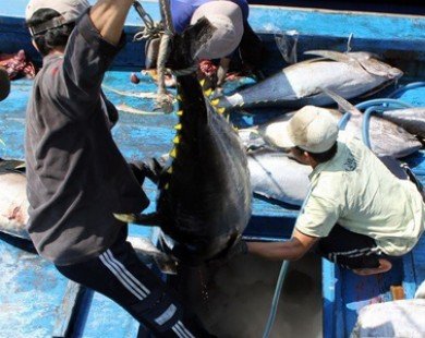 Bình Định xuất khẩu lô cá ngừ đại dương đầu tiên sang Nhật