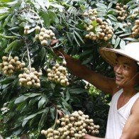 Nhãn xuồng cơm vàng đứng vững trên thị trường trong nước