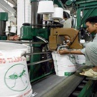 Đường tăng giá nhưng người trồng mía chưa được hưởng lợi