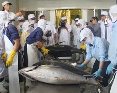 Mẻ cá ngừ đầu tiên đi Nhật