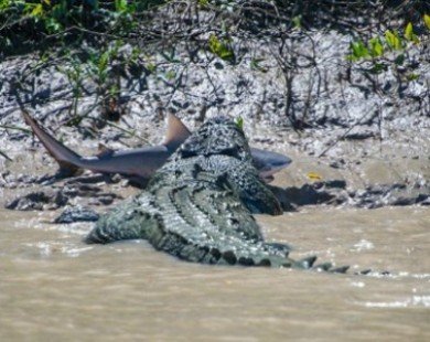 Kinh hãi trước cảnh cá sấu khổng lồ 