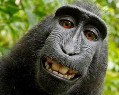 Cuộc chiến bản quyền bức ảnh ’tự sướng’ của một con khỉ