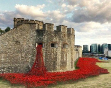 Suối hoa poppies ’khổng lồ’ ở Anh