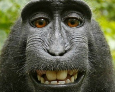 Tranh cãi về bức ảnh ’tự sướng’ của chú khỉ Indonesia