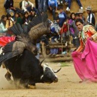 Độc đáo và hấp dẫn lễ hội Yawar ở Peru
