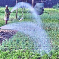 Chuyển đổi 770 nghìn ha đất trồng lúa sang trồng cây có hiệu quả hơn