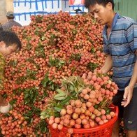 100.000 tấn vải thiều Bắc Giang vẫn sang Trung Quốc