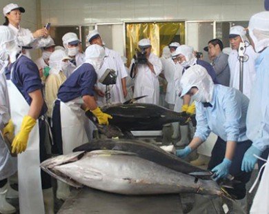 Cá ngừ đi Nhật có giá gấp 3