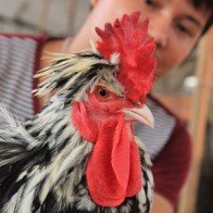 Trại gà quý phi bạc tỷ của anh phụ hồ