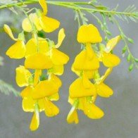 Cây dại mùa lũ trở thành rau sạch hút khách