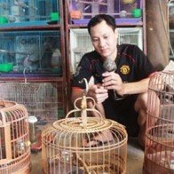 Triệu phú nuôi chim cu gáy