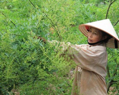 Nông dân Thái Bình thu hơn trăm triệu đồng từ cây hòe